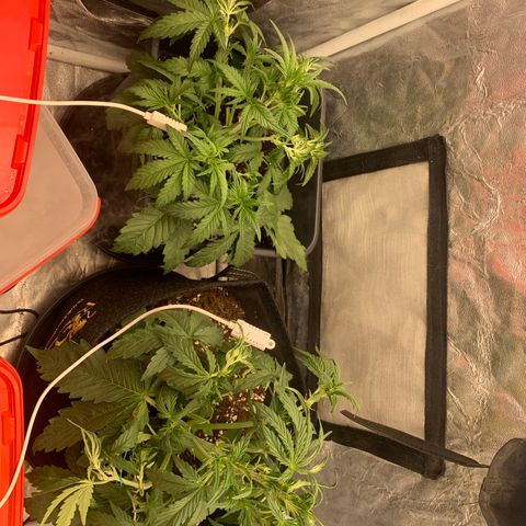 Fat  #1 growlog photo: Après la taille et le lst 