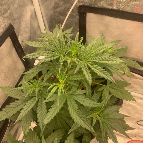 Fat  #1 growlog timeline photo