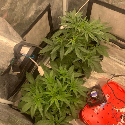 Fat  #1 growlog timeline photo