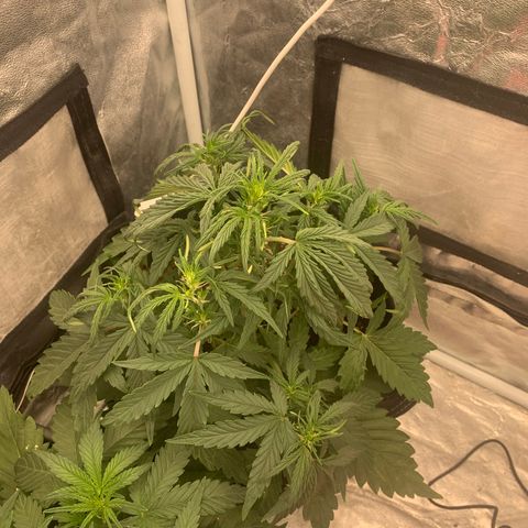 Fat  #1 growlog timeline photo