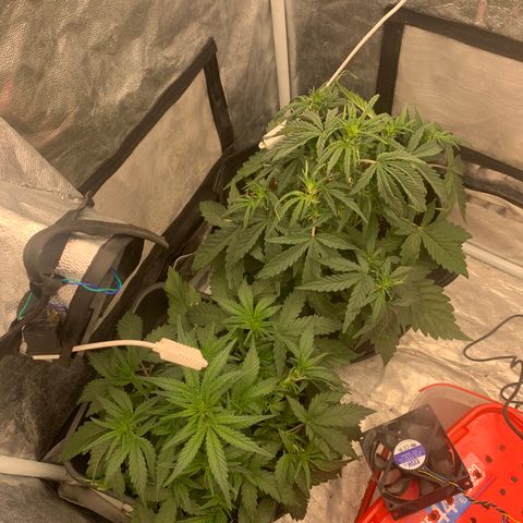 Fat  #1 growlog timeline photo