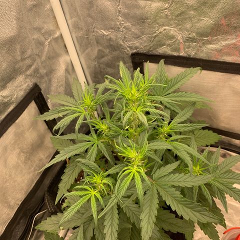 Fat  #1 growlog timeline photo