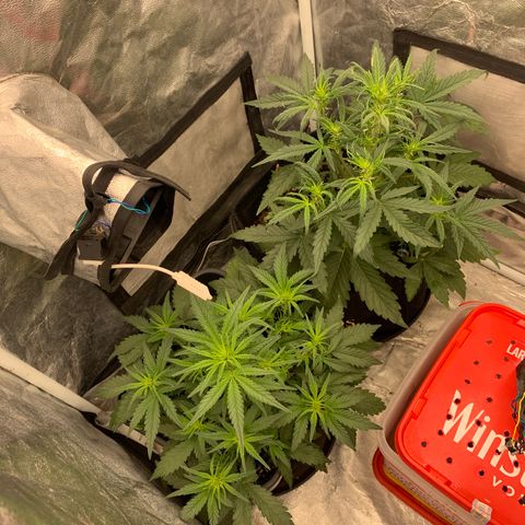 Fat  #1 growlog timeline photo