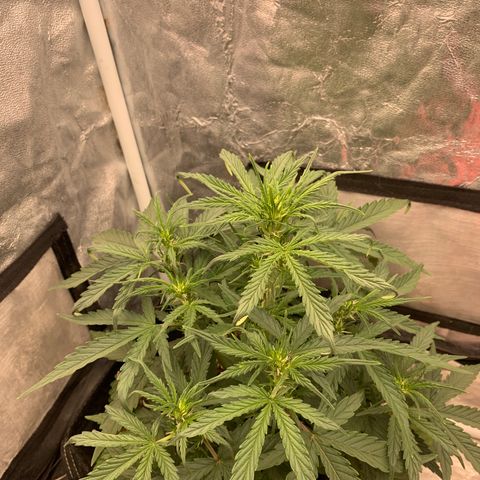 Fat  #1 growlog timeline photo
