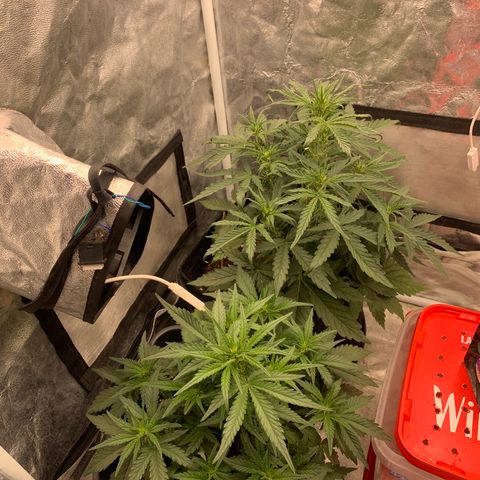 Fat  #1 growlog timeline photo