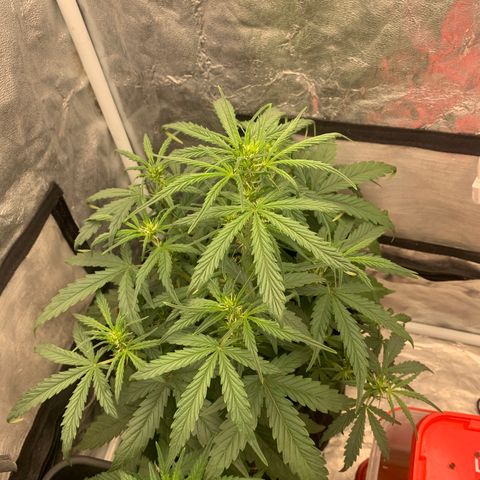 Fat  #1 growlog timeline photo