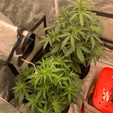 Fat  #1 growlog timeline photo