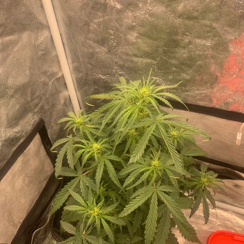 Fat  #1 growlog timeline photo