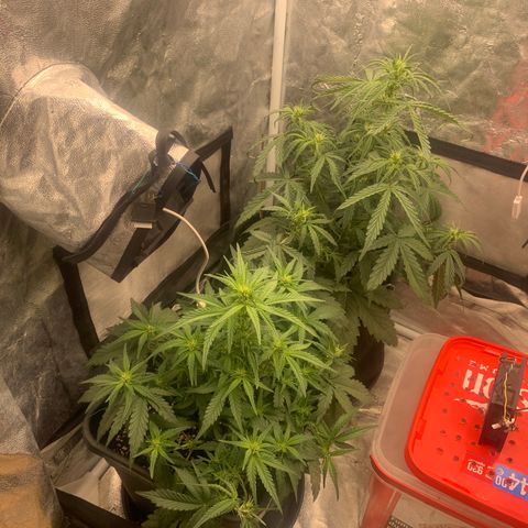 Fat  #1 growlog timeline photo