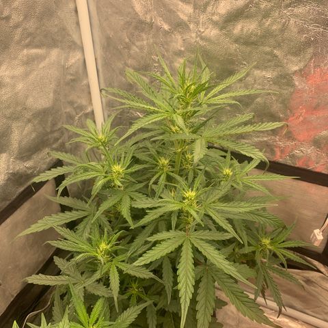 Fat  #1 growlog timeline photo