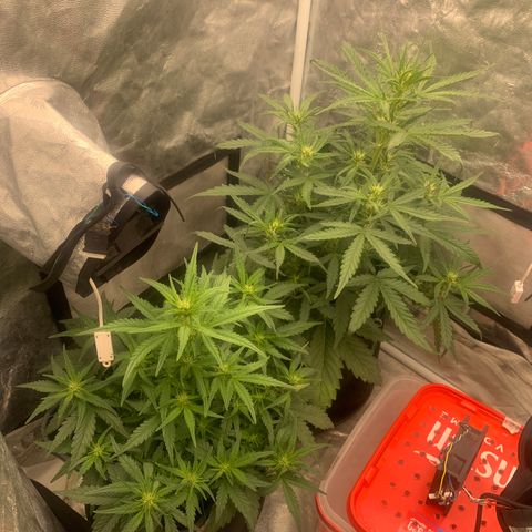 Fat  #1 growlog timeline photo