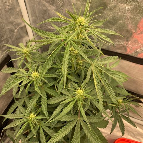 Fat  #1 growlog timeline photo