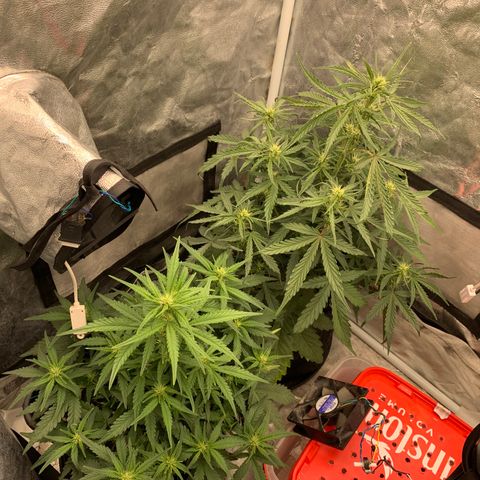 Fat  #1 growlog timeline photo