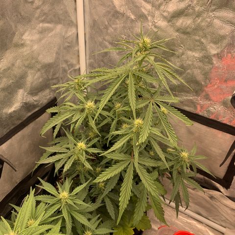 Fat  #1 growlog timeline photo