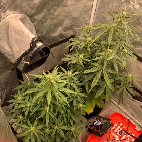 Fat  #1 growlog timeline photo