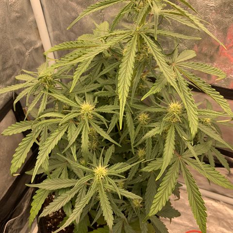 Fat  #1 growlog timeline photo