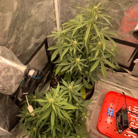 Fat  #1 growlog timeline photo