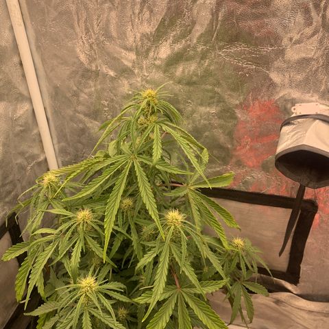 Fat  #1 growlog timeline photo