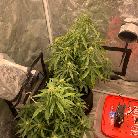 Fat  #1 growlog timeline photo
