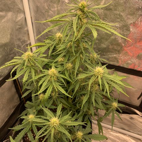 Fat  #1 growlog timeline photo