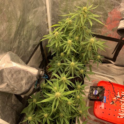 Fat  #1 growlog timeline photo