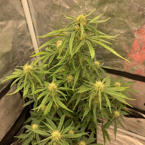Fat  #1 growlog timeline photo