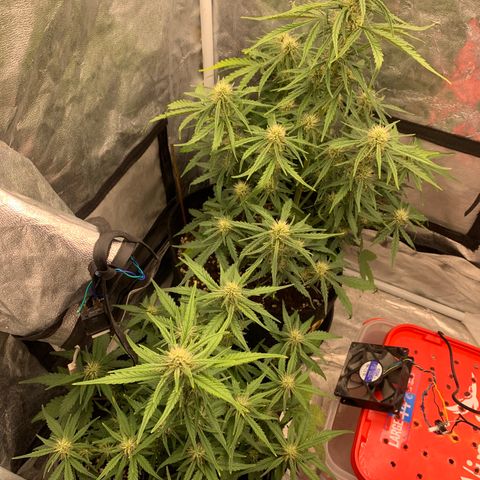 Fat  #1 growlog timeline photo