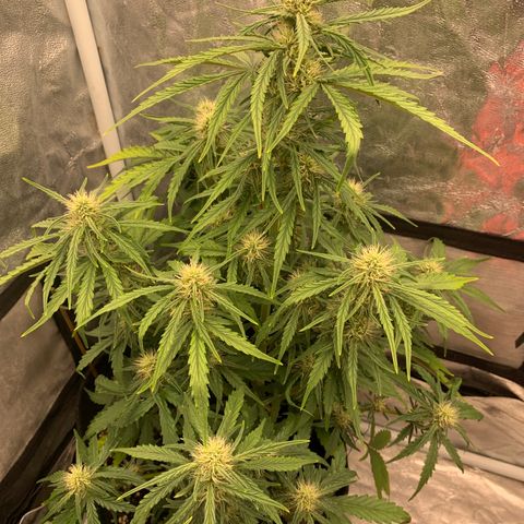 Fat  #1 growlog timeline photo