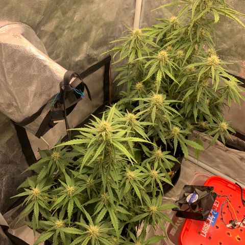 Fat  #1 growlog timeline photo
