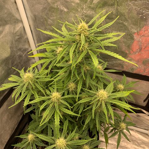 Fat  #1 growlog timeline photo