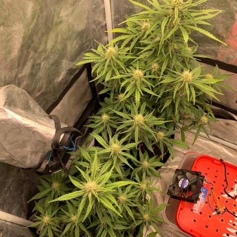Fat  #1 growlog timeline photo