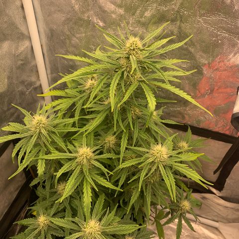 Fat  #1 growlog timeline photo