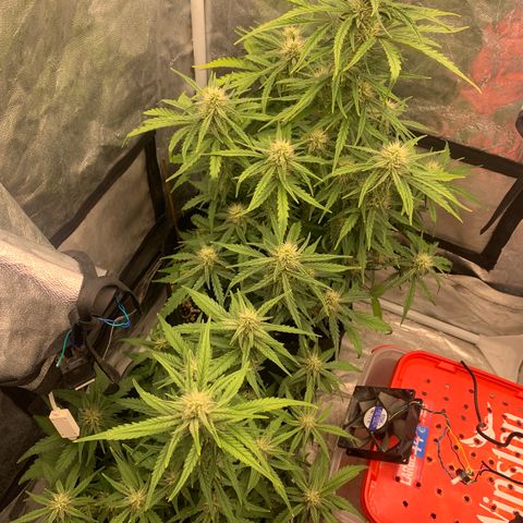 Fat  #1 growlog timeline photo