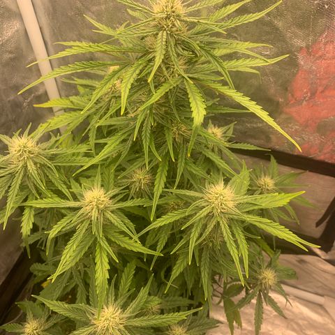 Fat  #1 growlog timeline photo