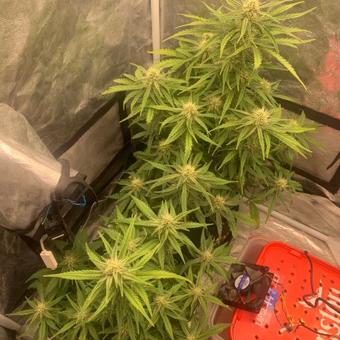 Fat  #1 growlog timeline photo