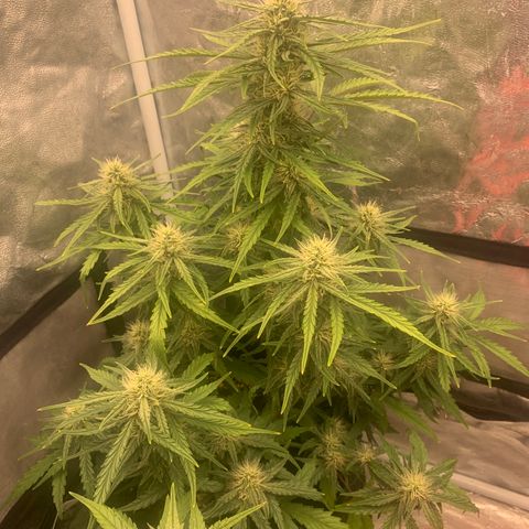 Fat  #1 growlog timeline photo