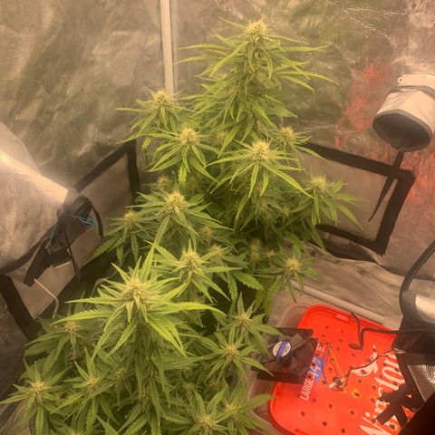 Fat  #1 growlog timeline photo