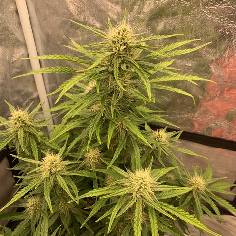 Fat  #1 growlog timeline photo