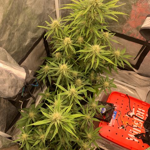 Fat  #1 growlog timeline photo