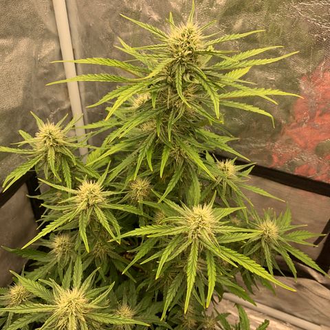 Fat  #1 growlog timeline photo