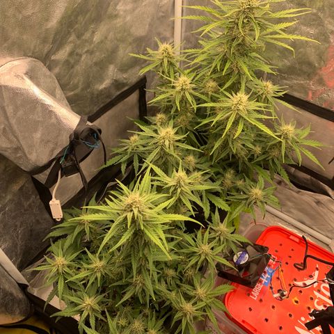 Fat  #1 growlog timeline photo