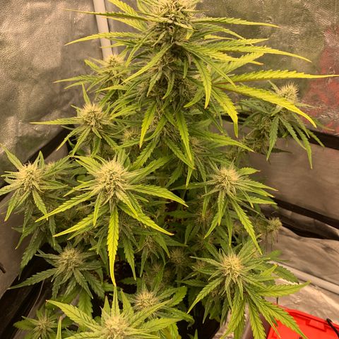 Fat  #1 growlog timeline photo