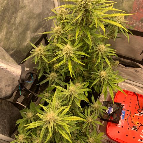 Fat  #1 growlog timeline photo