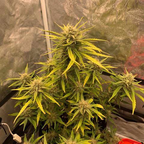 Fat  #1 growlog timeline photo