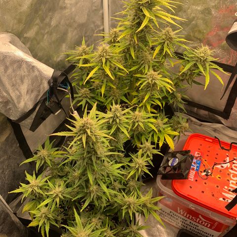 Fat  #1 growlog timeline photo