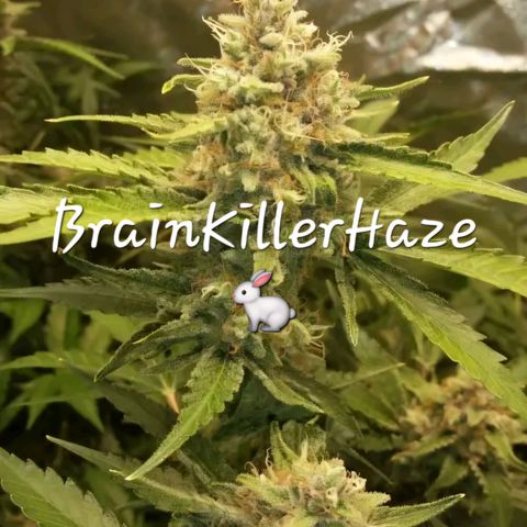 Brainkiller Haze growlog timeline photo