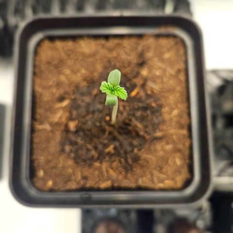 Brainkiller Haze growlog timeline photo