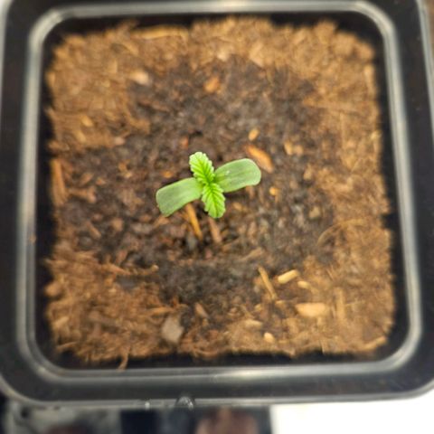 Brainkiller Haze growlog timeline photo