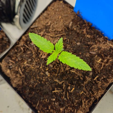 Brainkiller Haze growlog timeline photo