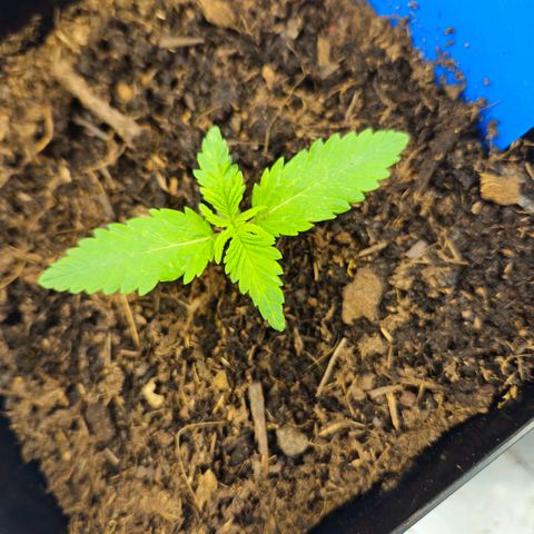 Brainkiller Haze growlog timeline photo